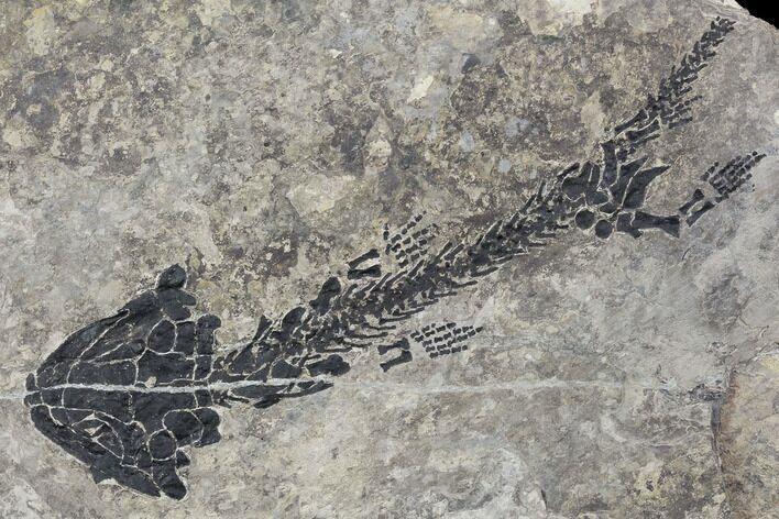 Discosauriscus (Early Permian Reptiliomorph) - Czech Republic #106344